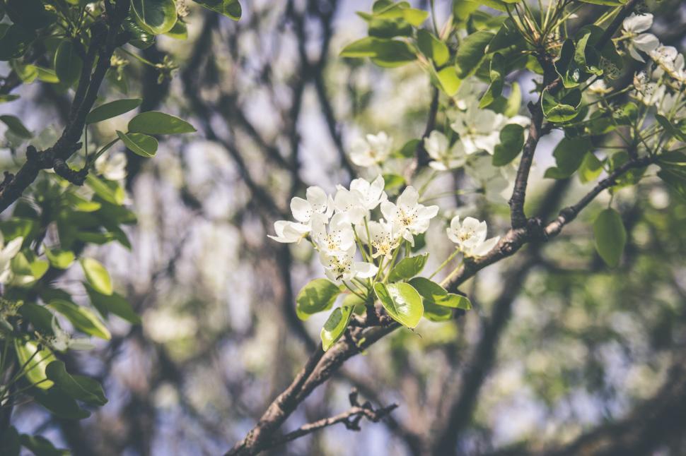 Free Image of Blooming pear tree branches in springtime 