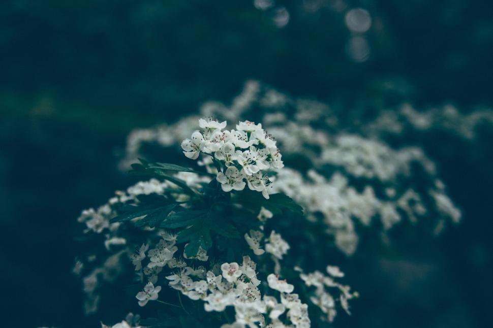 Free Image of White flowers on a dark moody background 