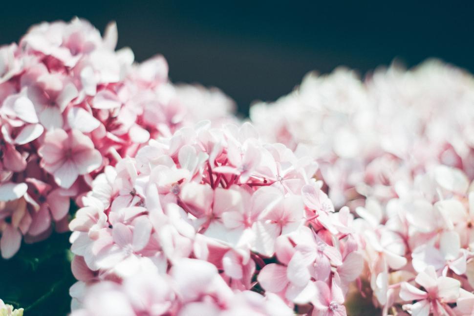 Free Image of Soft pink hydrangea flowers in sunlight 