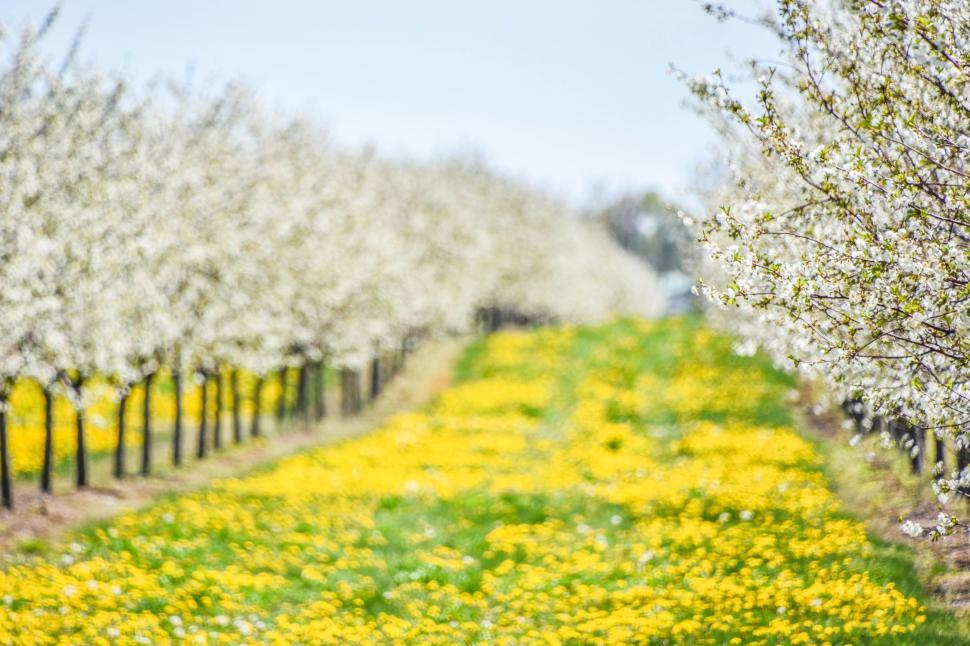 Free Image of Blossoming trees in a springtime orchard 