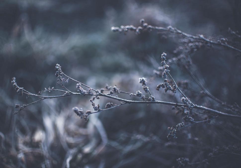 Free Image of Frost-covered plants in a wintry scene 