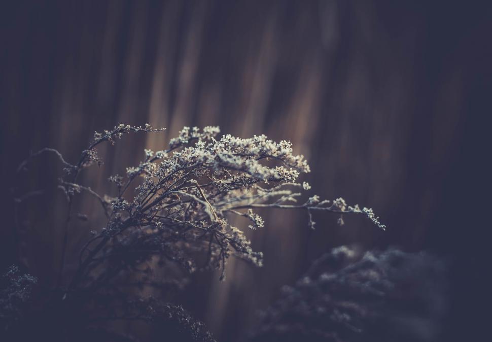 Free Image of Delicate flowers in soft focus with bokeh 