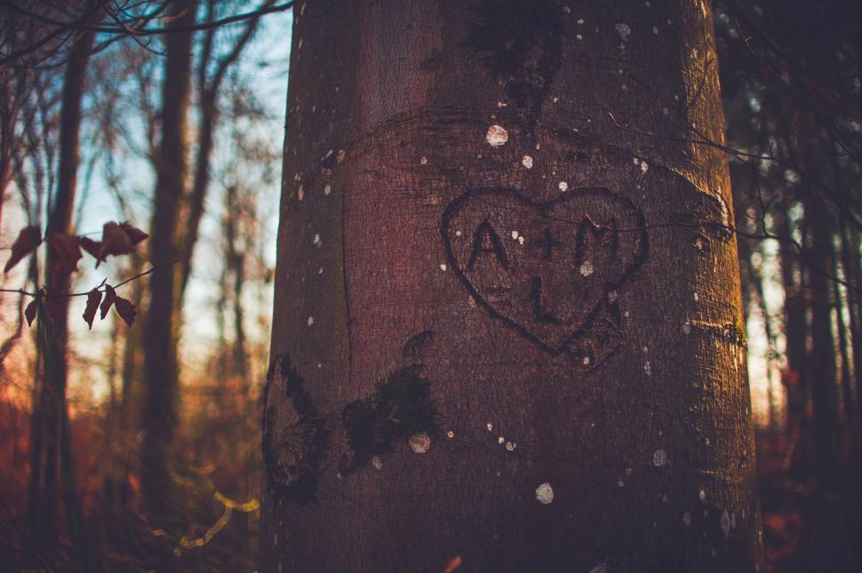Free Image of Heart carving on a tree trunk in a forest 