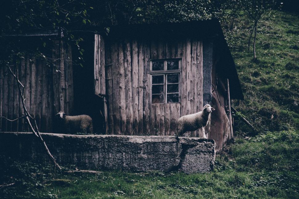Free Image of Sheep beside an old wooden cabin 