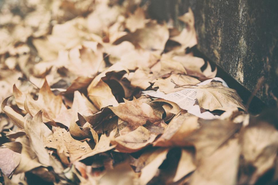 Free Image of Dry autumn leaves piled by a wall 