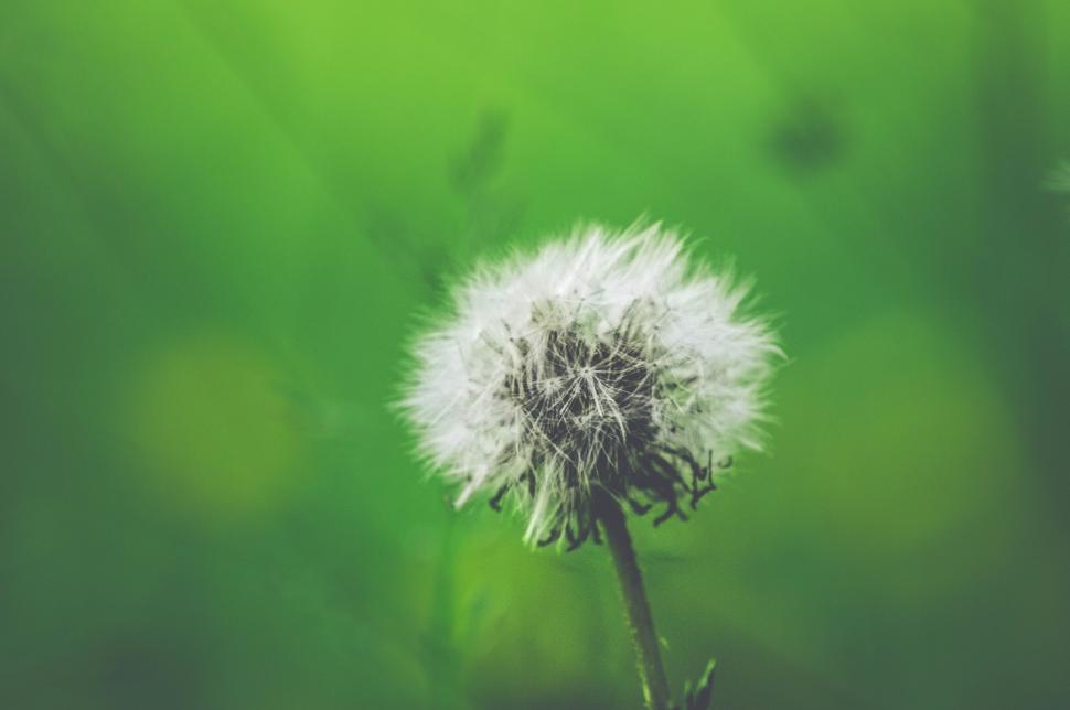 Free Image of Lone dandelion in a green field 