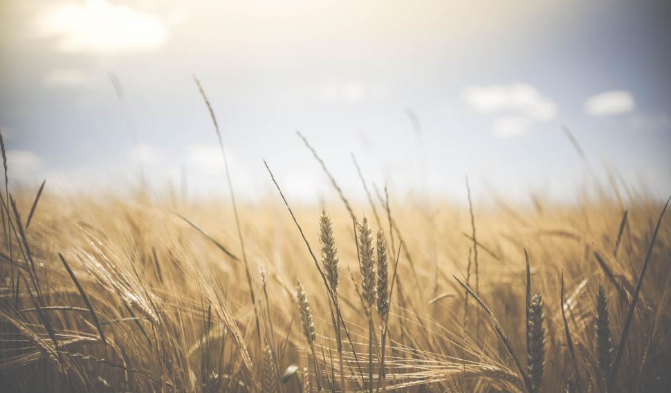 Free Image of Wheat field under a sunny sky 