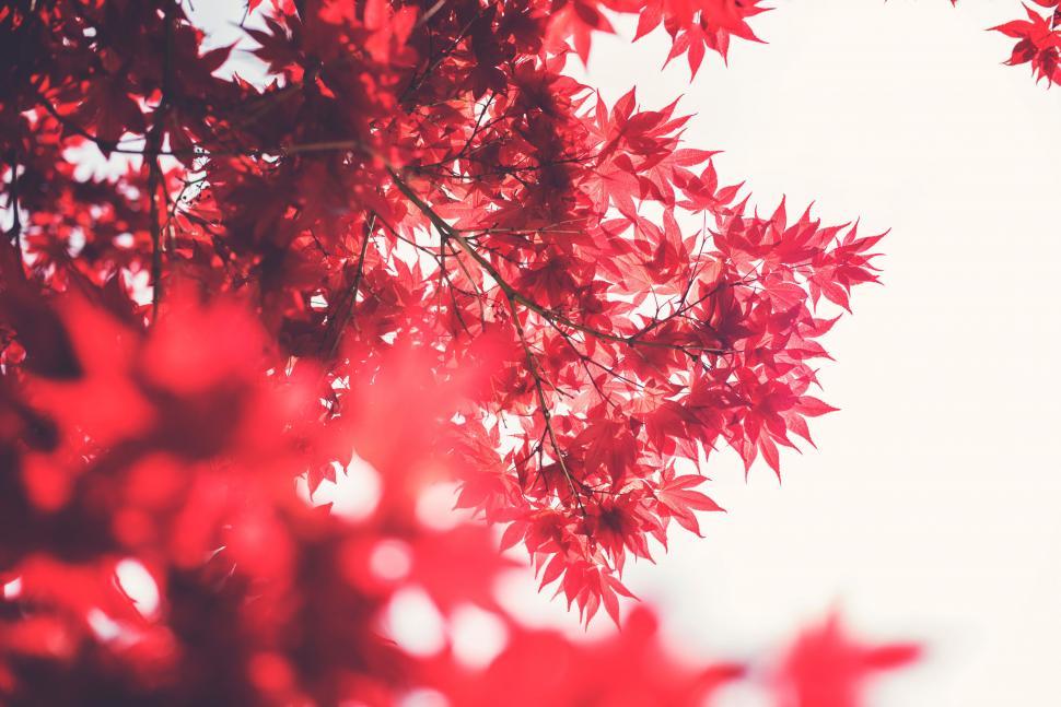 Free Image of Vivid Red Japanese Maple Leaves 