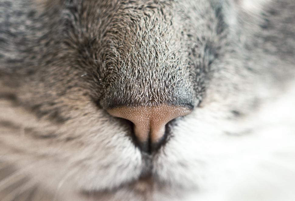 Free Image of Close-up of a Gray Cat s Nose and Whiskers 