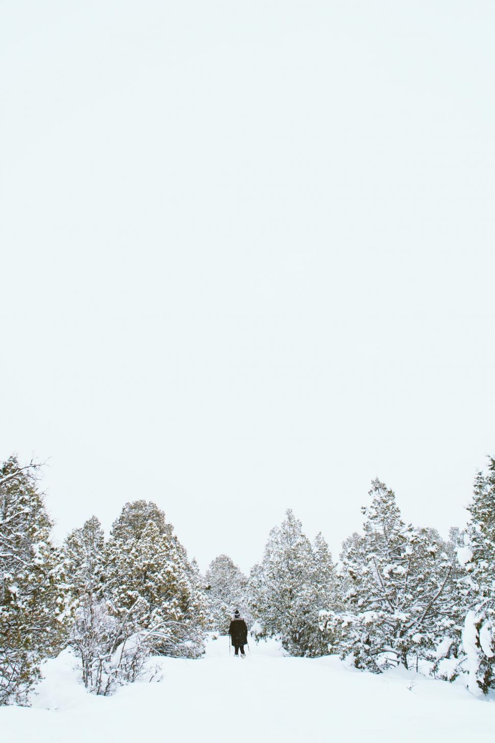 Free Image of Lone figure in a snowy forest landscape 