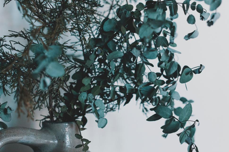 Free Image of Eucalyptus branches in a ceramic vase 