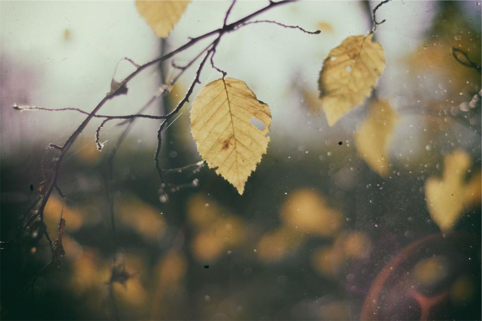 Free Image of Autumn leaves in a misty forest scene 