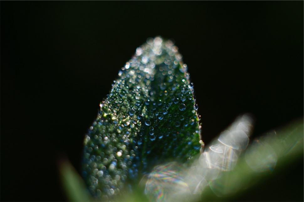 Free Image of Close-up of dew drops on a green leaf 