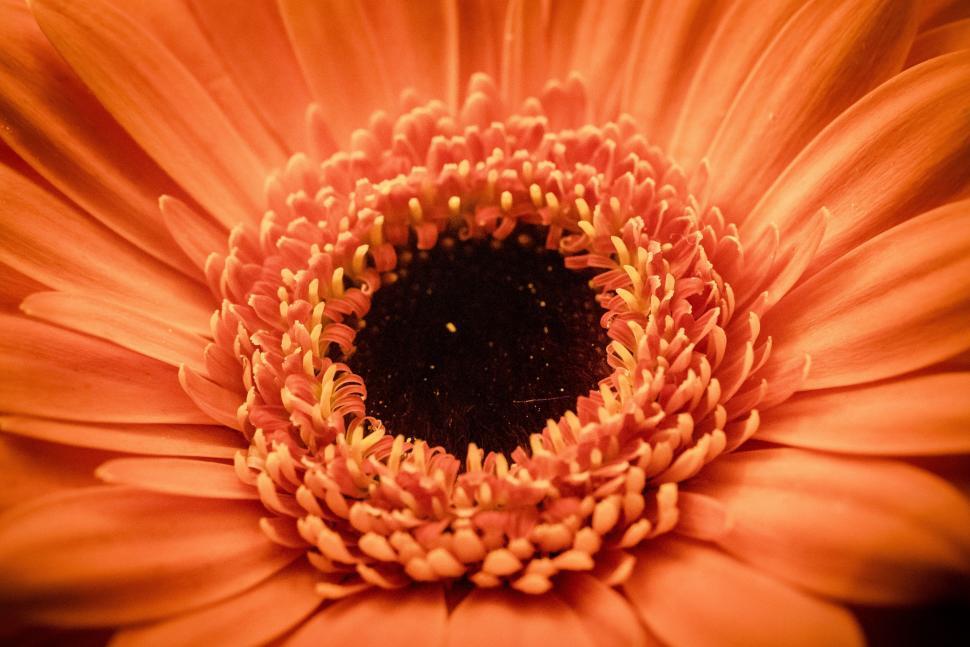 Free Image of Macro shot of an orange gerbera flower 
