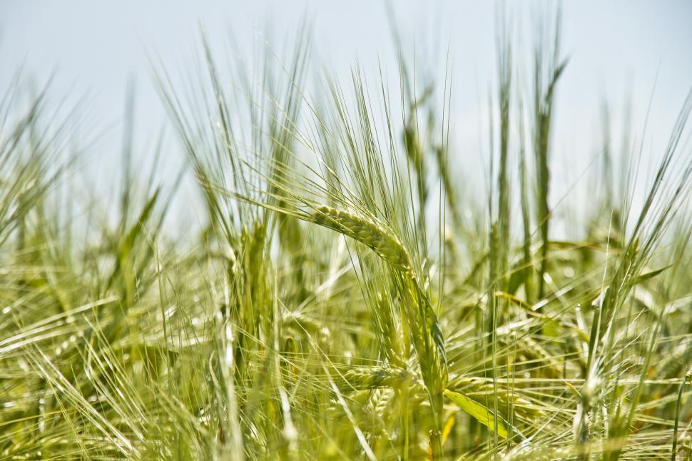 Free Image of Close-up of green barley in a field 