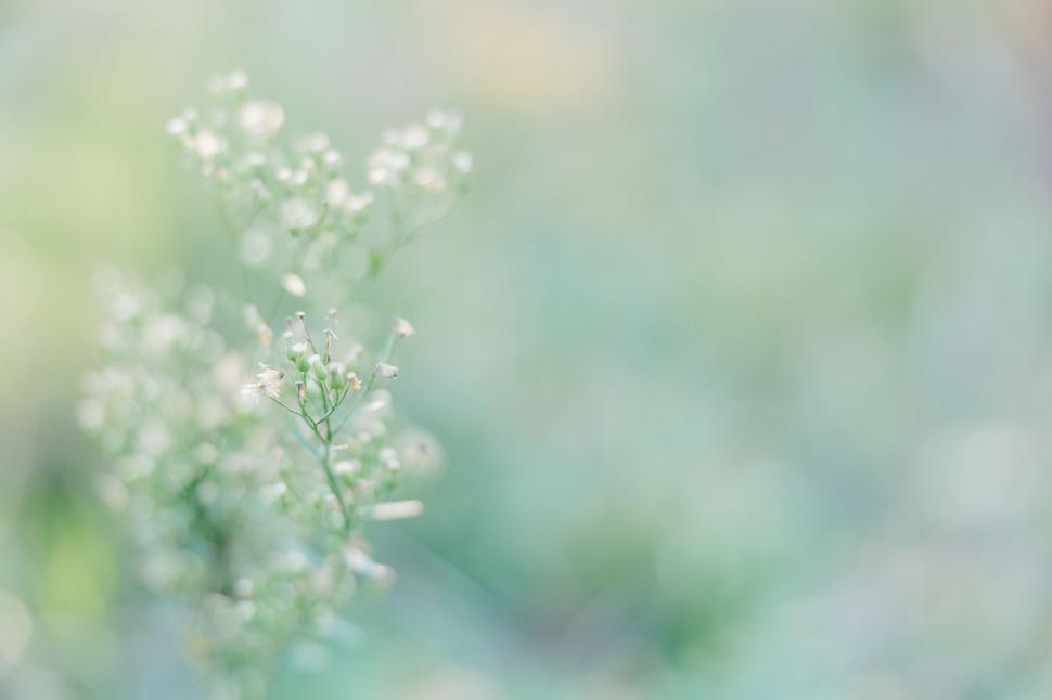 Free Image of Soft focus on tiny white flowers 