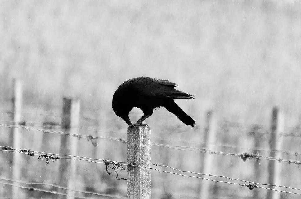 Free Image of Crow perching on a barbed wire fence 