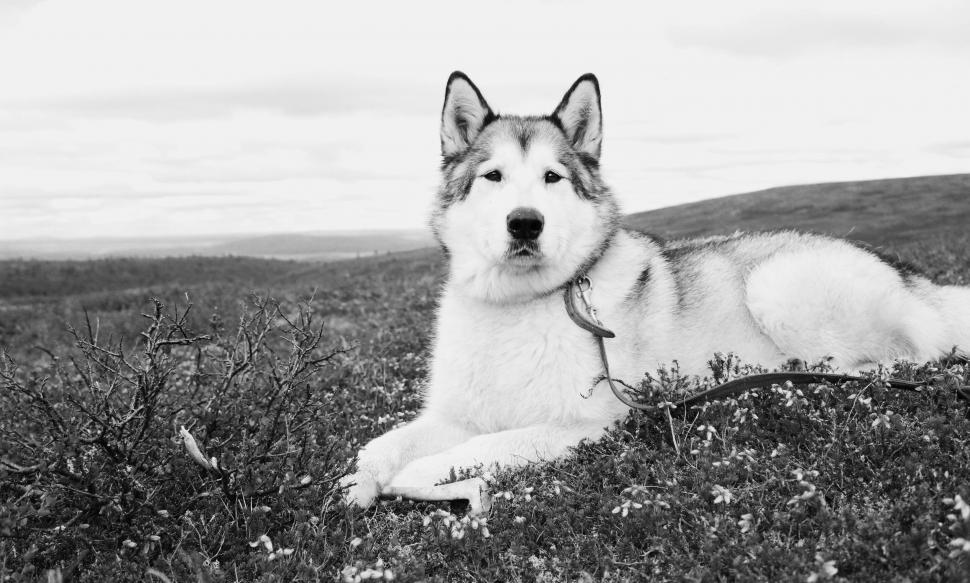 Free Image of Siberian Husky lying in a natural landscape 