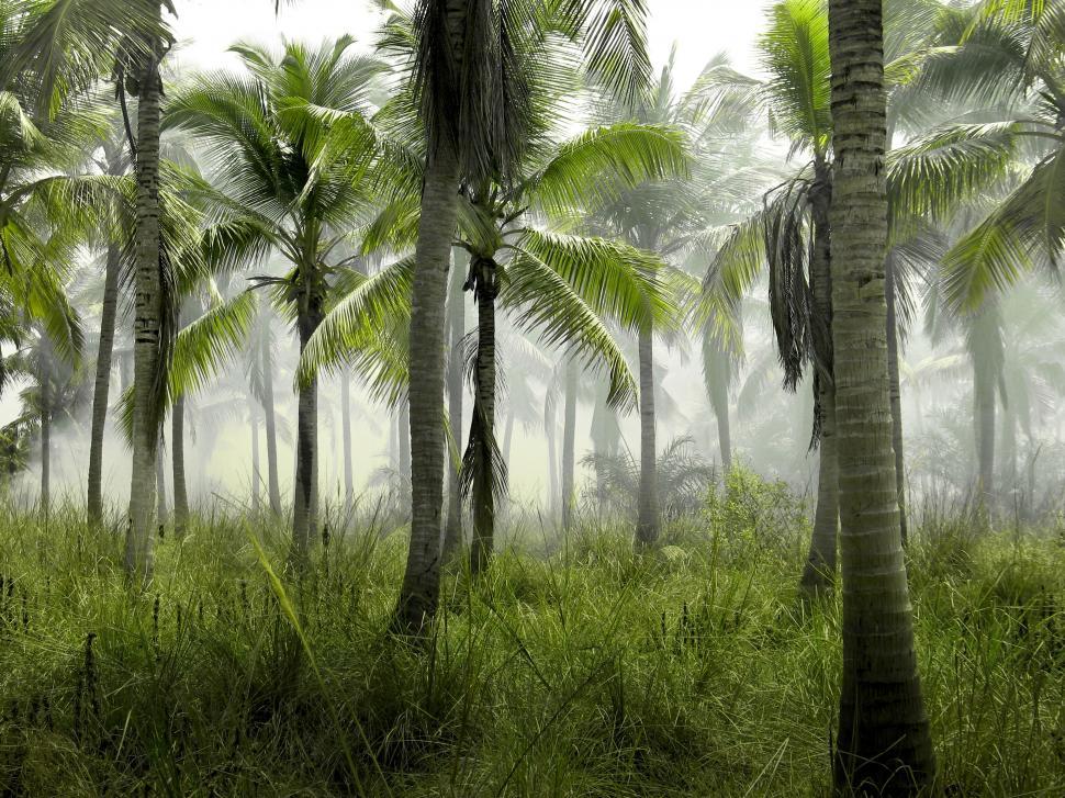 Free Image of Misty tropical palm grove landscape 