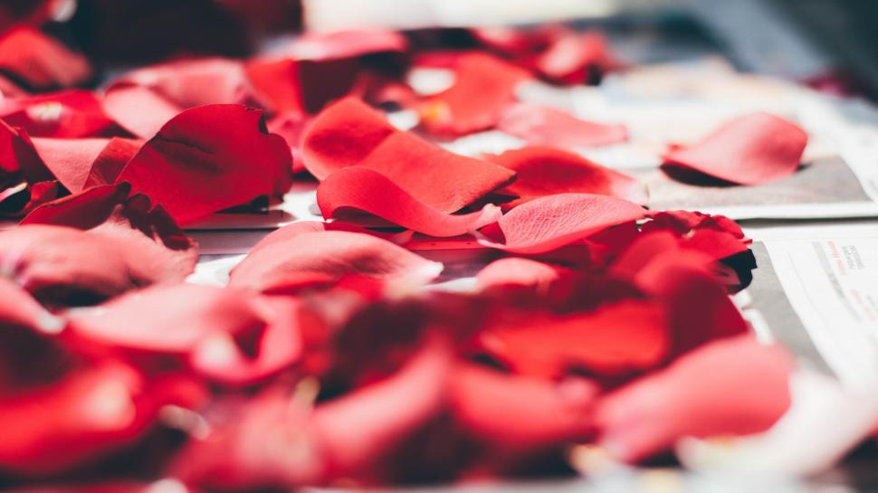 Free Image of Scattered rose petals with selective focus 