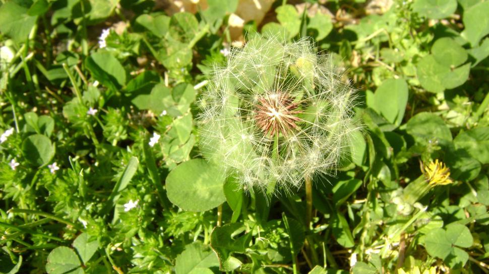 Free Image of Close-Up of Dandelion in Field 