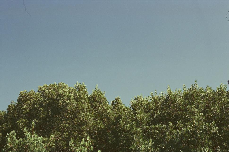 Free Image of Lush tree tops against vintage film noise 