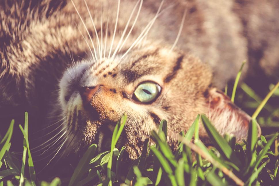 Free Image of Cat lounging in grass with green eyes 