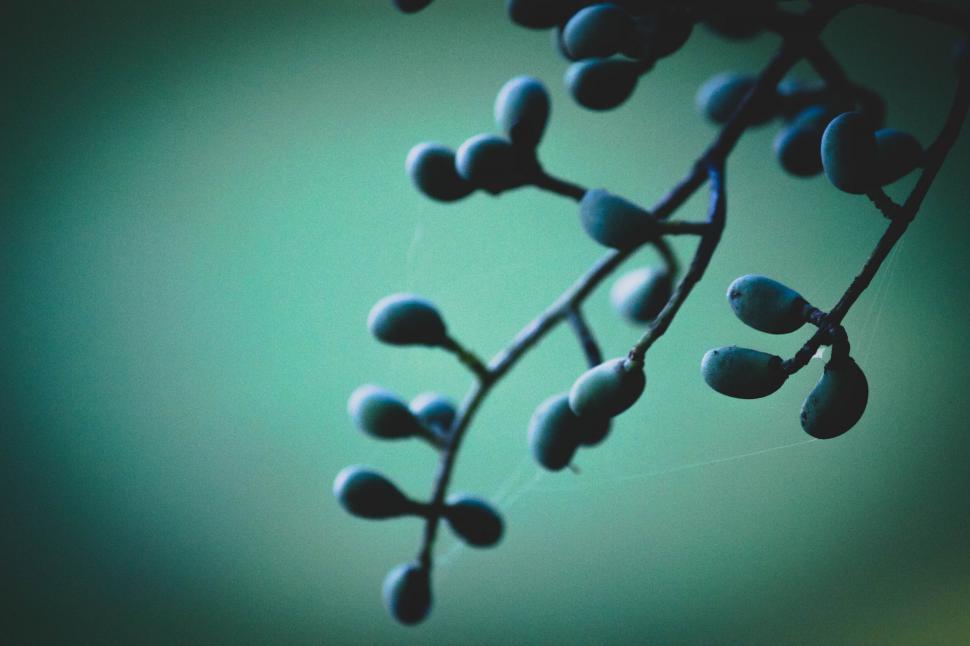 Free Image of Mysterious blue berries on a dark branch 