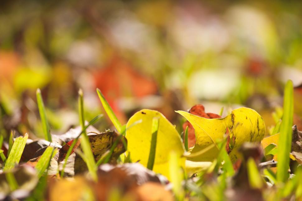 Free Image of Autumn leaves on grass with soft sunlight 