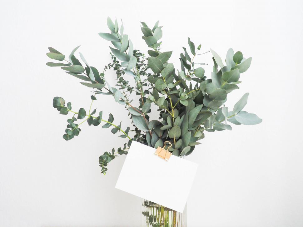 Free Image of Eucalyptus branches in vase with blank card 