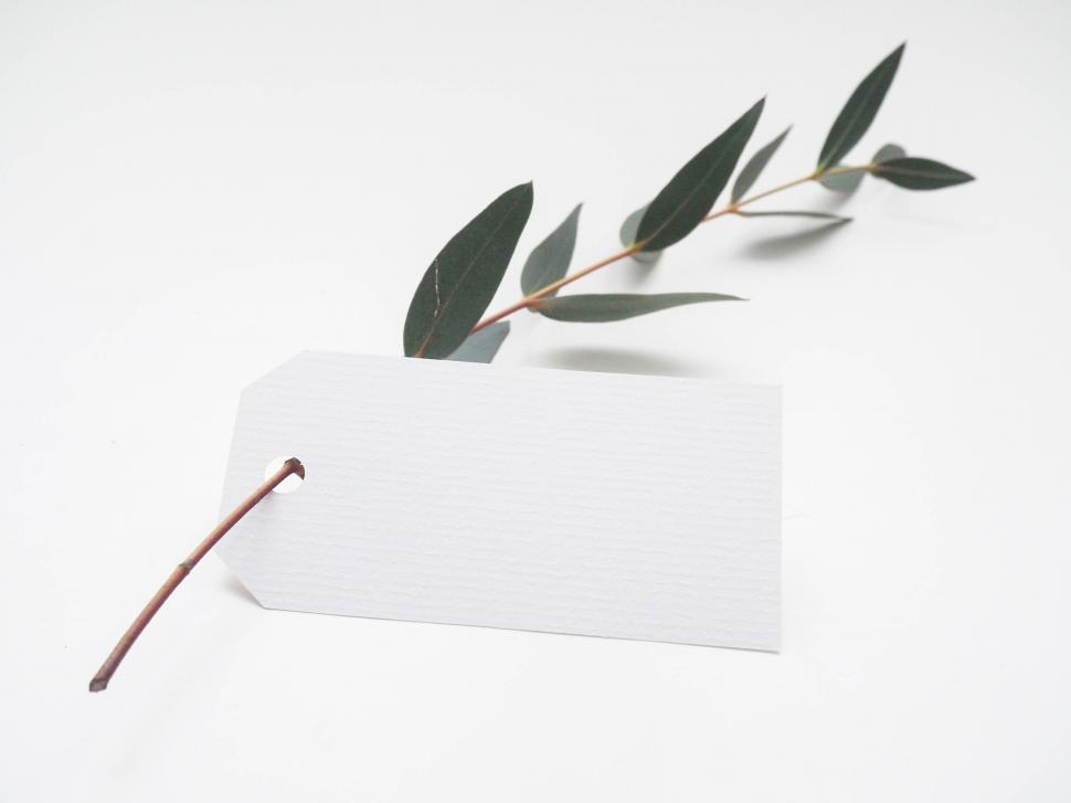 Free Image of Simple eucalyptus branch with blank tag 