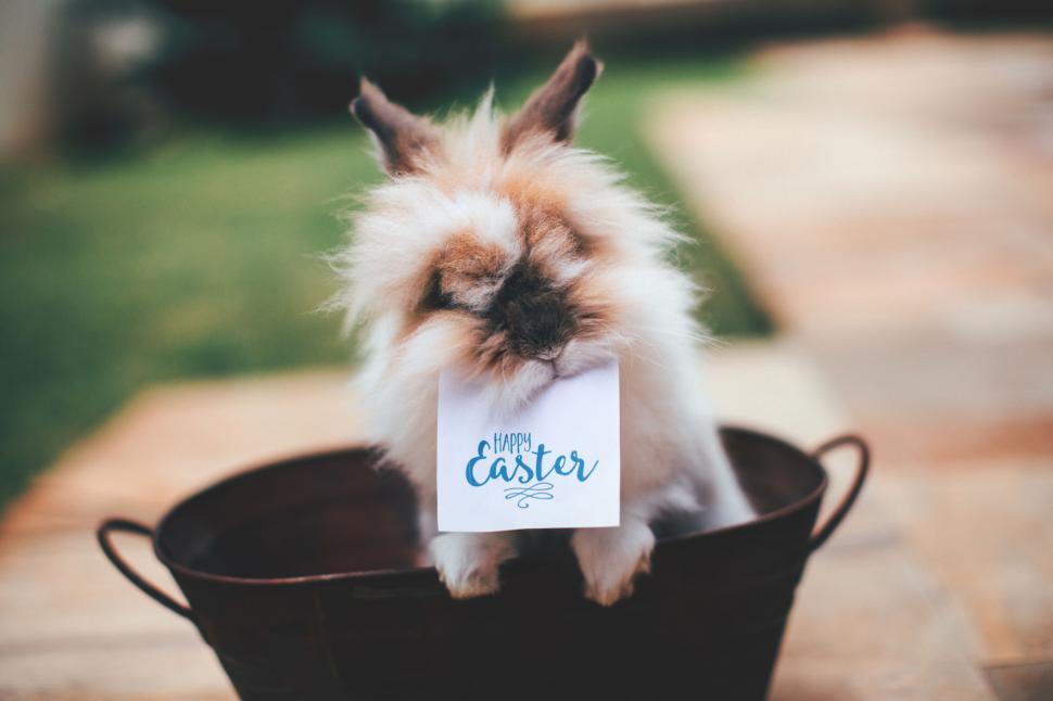 Free Image of Fluffy bunny with a Happy Easter sign 