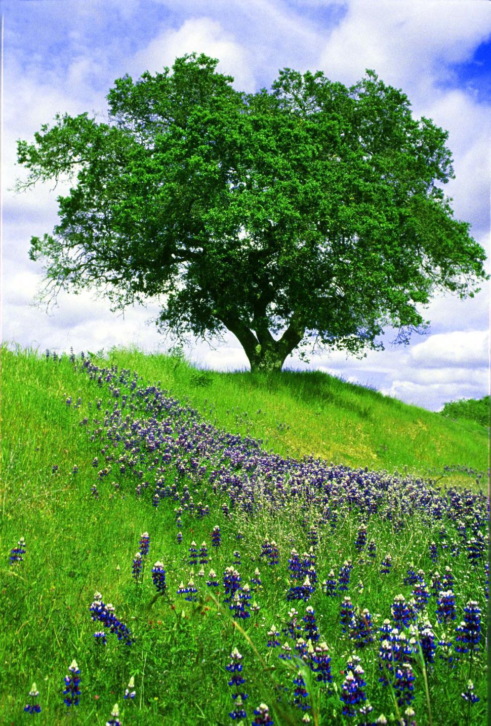Free Image of One tree in a field of lupin 