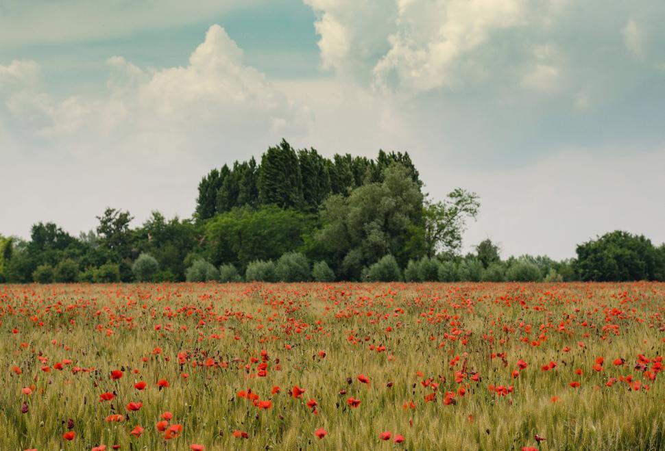 Free Image of Poppy field with trees under cloudy sky 