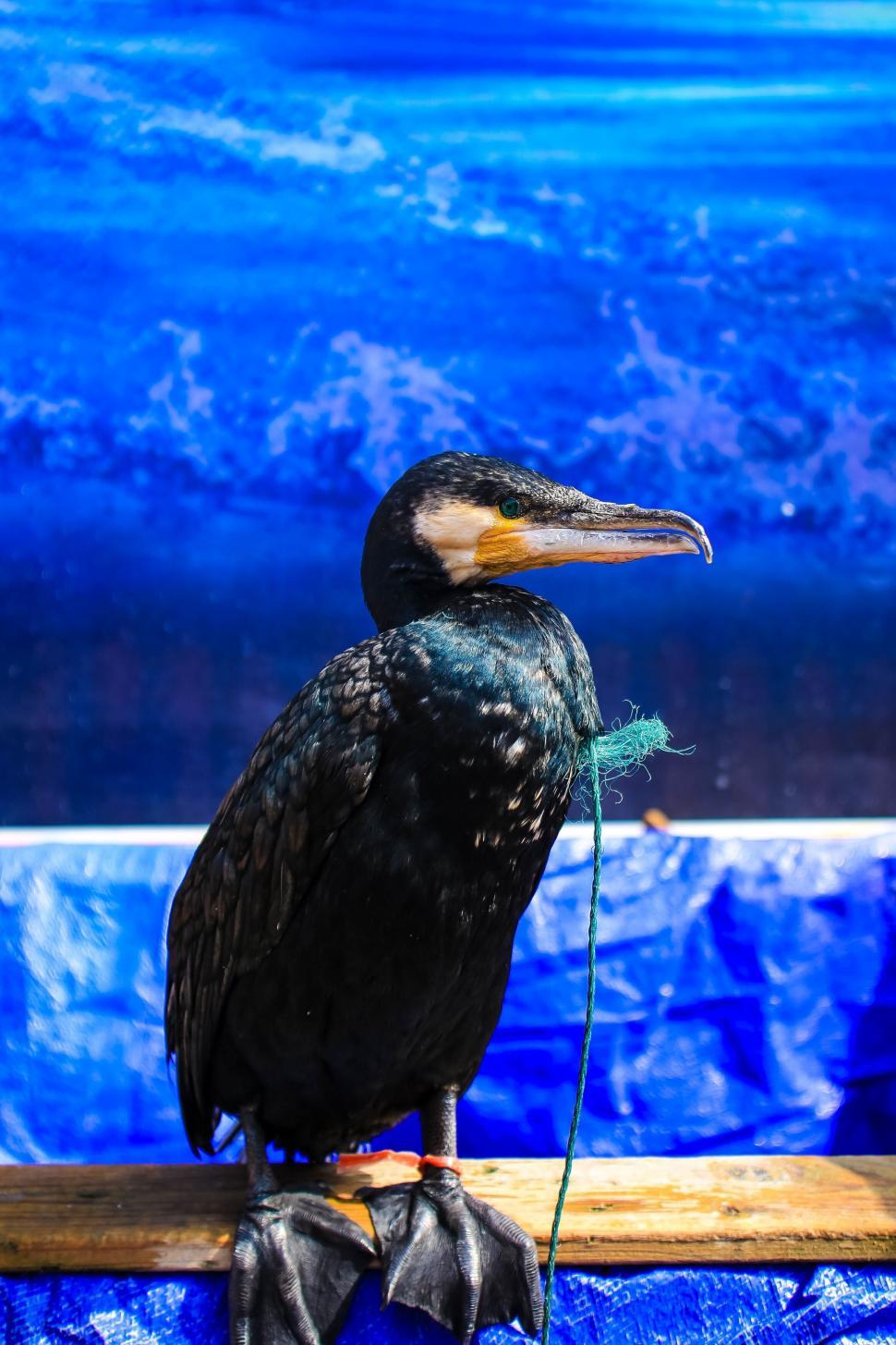 Free Image of Cormorant bird perched on wood 