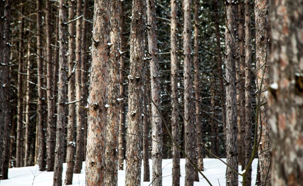 Free Image of Dense forest trees in winter snow 