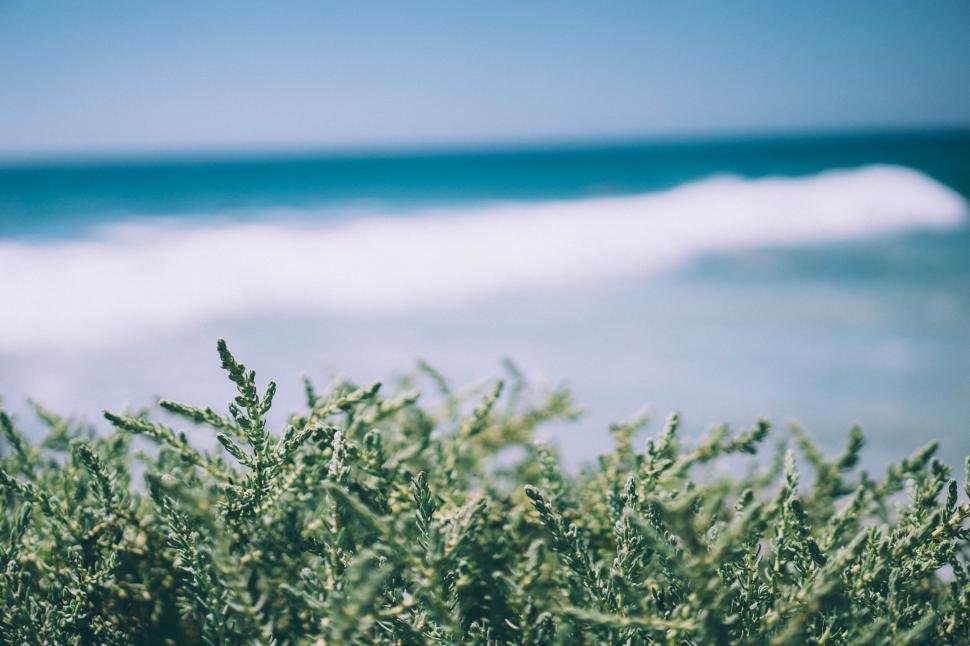 Free Image of Green plants in front of blurry ocean waves 