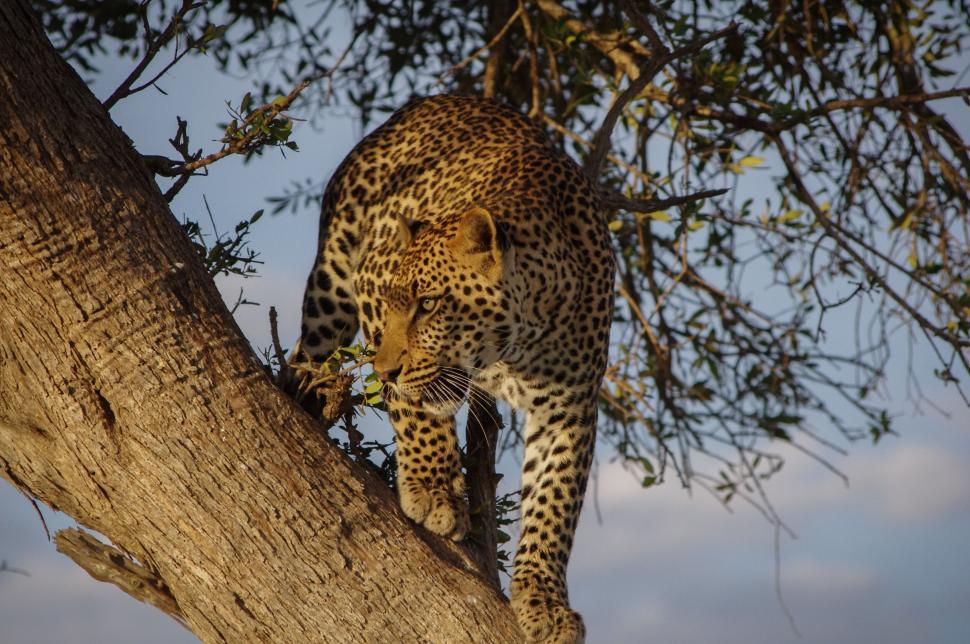 Free Image of Leopard descending from a tree in savanna 