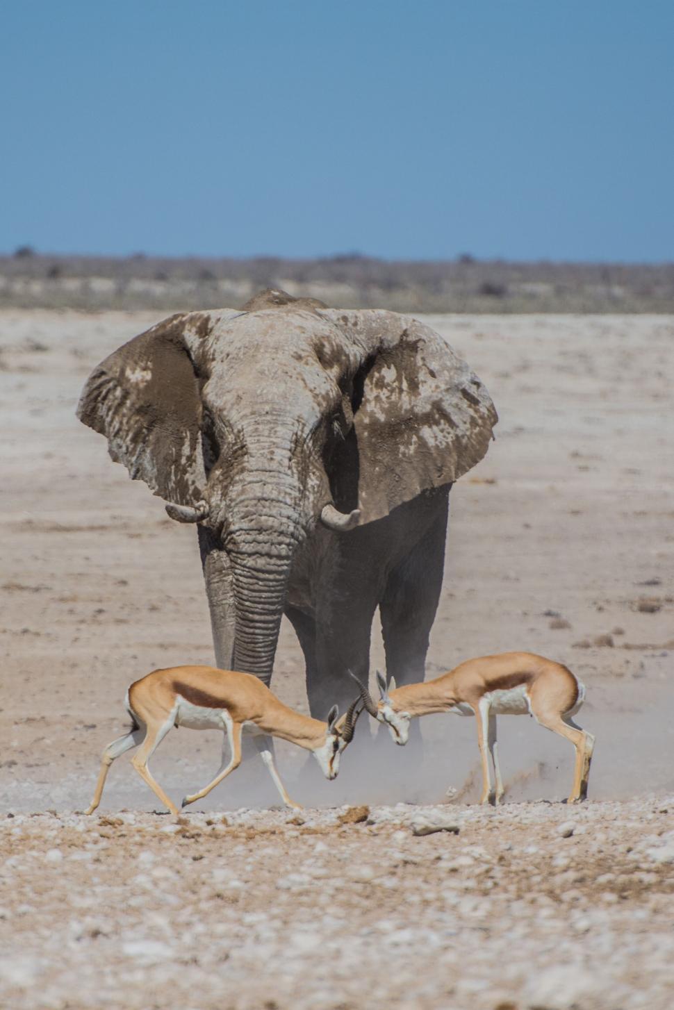 Free Image of Elephant and gazelles in the African wild 