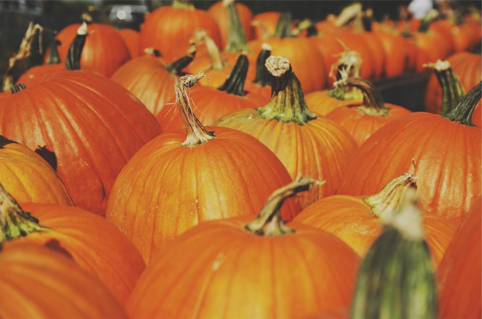 Free Image of Pumpkins arranged in a colorful fall display 