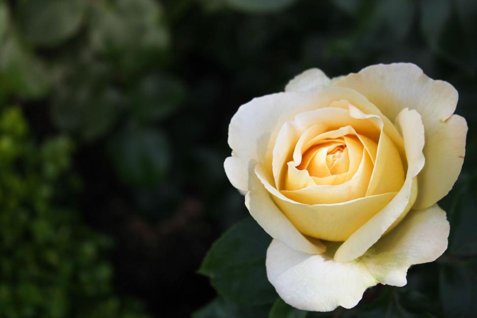 Free Image of Single yellow rose blooming in the garden 