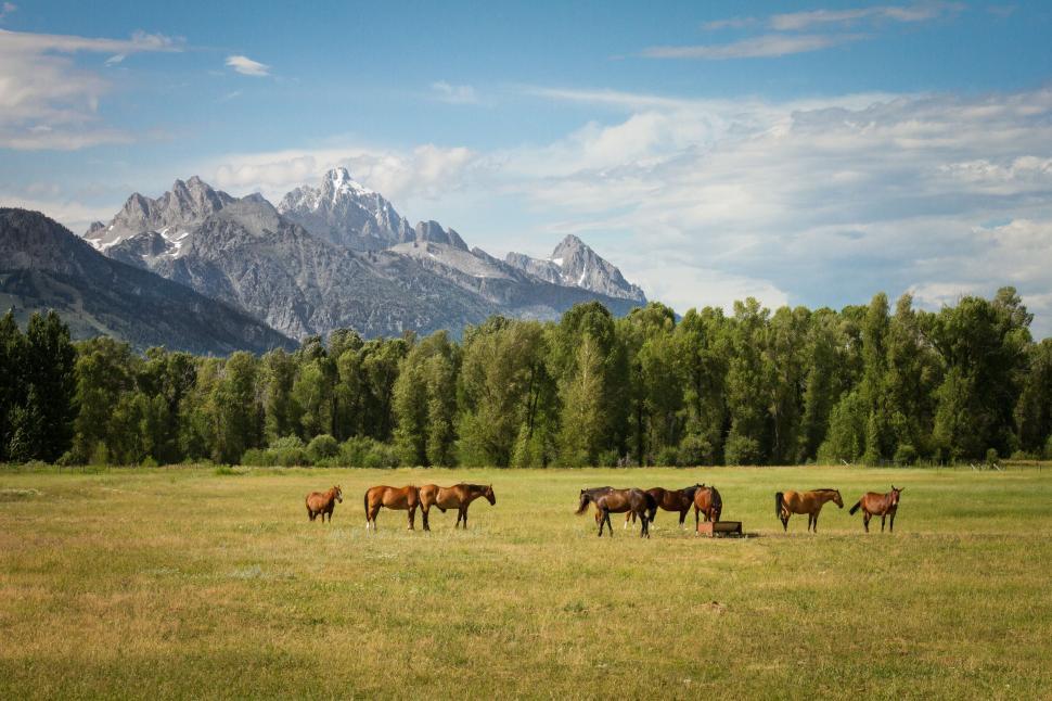 Free Image of Horses grazing in field with distant mountains 