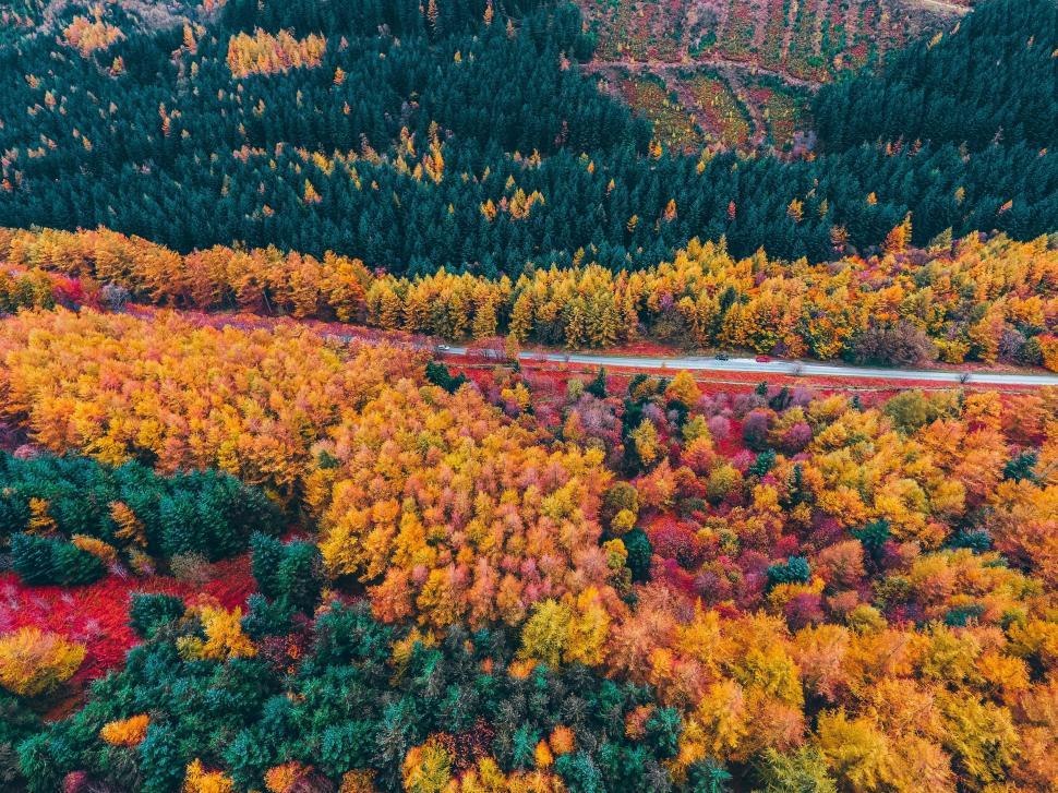 Free Image of Vivid autumn forest aerial landscape 