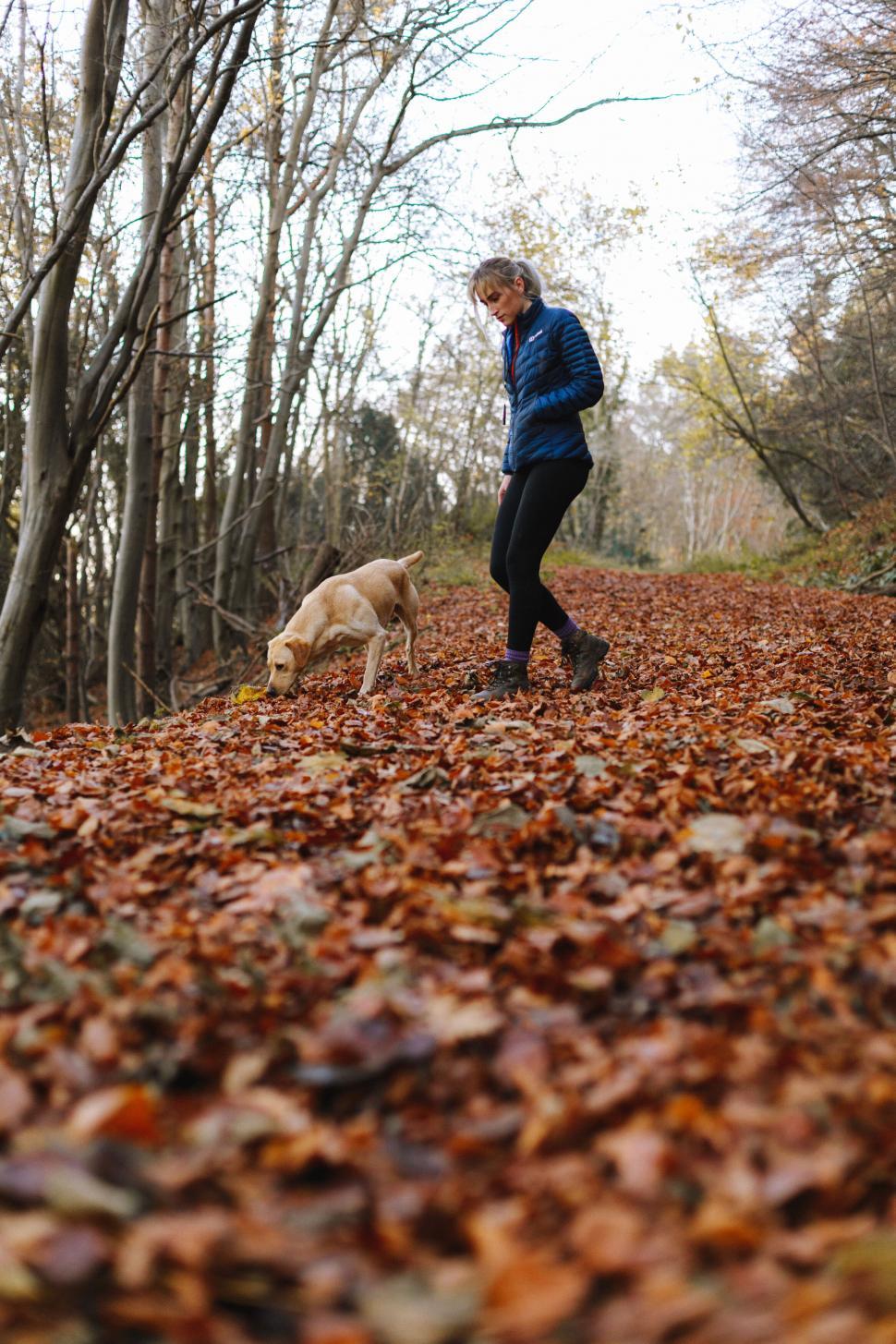 Free Image of Person walking with a dog in autumn forest 