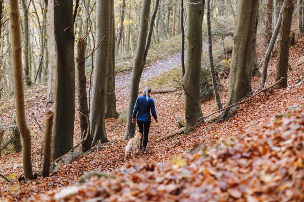 Free Image of Back view of person walking dog in woods 