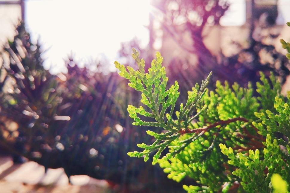 Free Image of Close-up of sunlit evergreen sprig 
