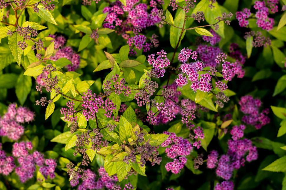 Free Image of Blooming purple flowers and green leaves 