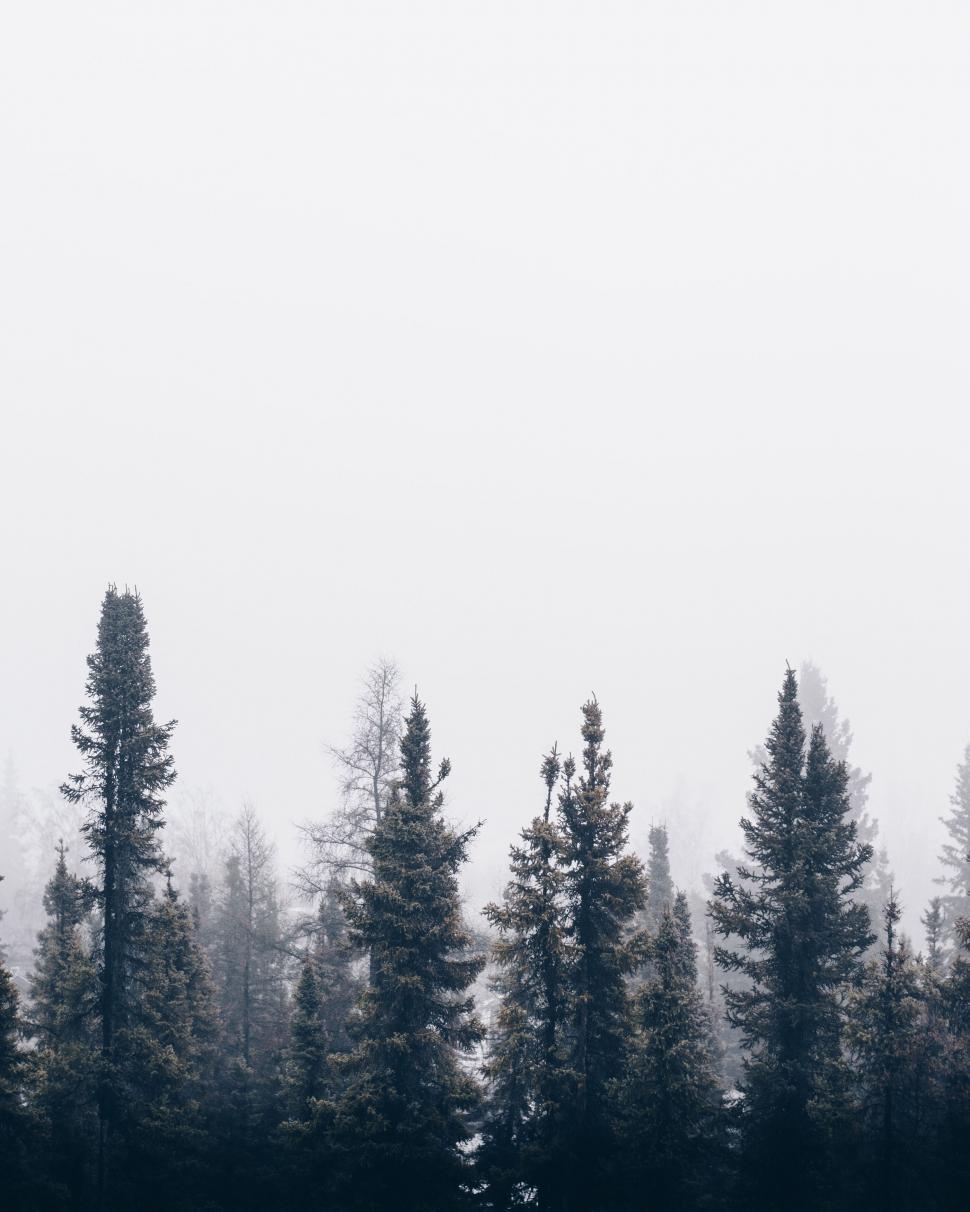 Free Image of Misty forest with tall pine trees 