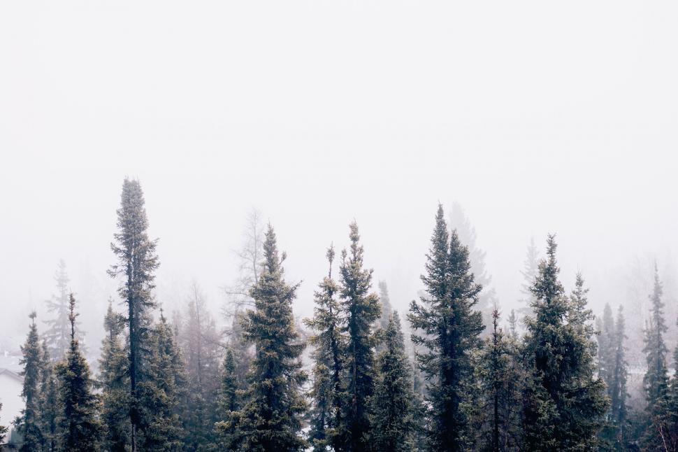 Free Image of Sparse winter trees in a misty forest 