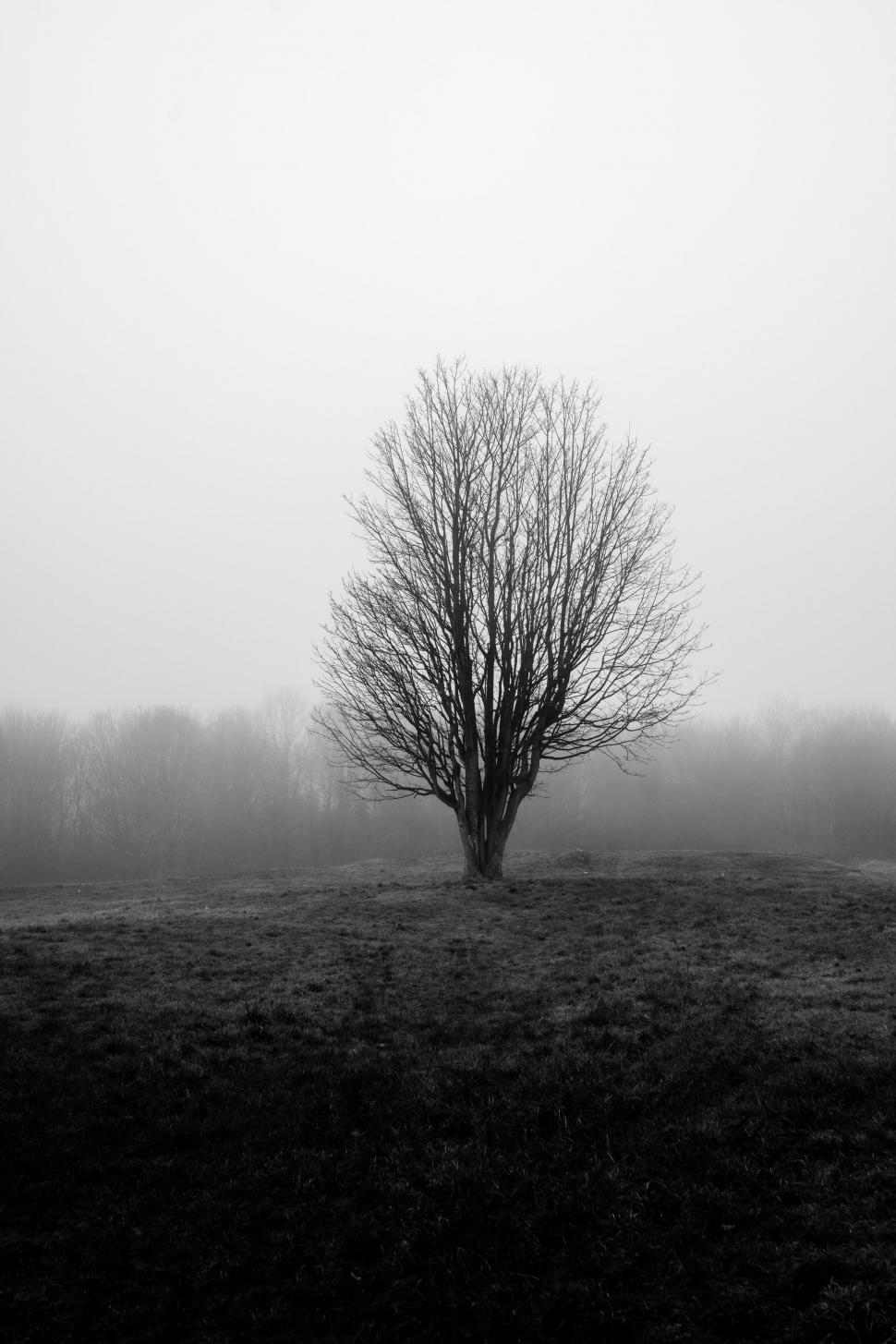 Free Image of Minimalistic isolated tree in fog 